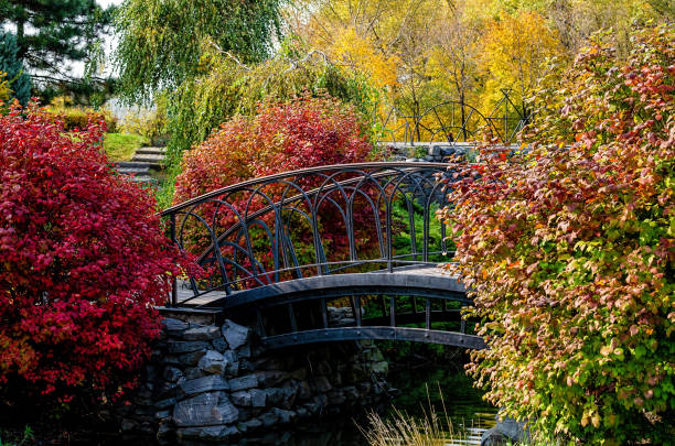 istock metal bridge and bright red bushes in the Park 1264227722