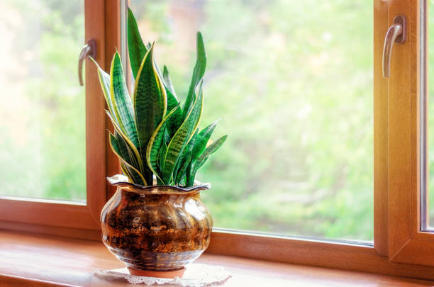 istock green leaves in a pot on the window 1264227804