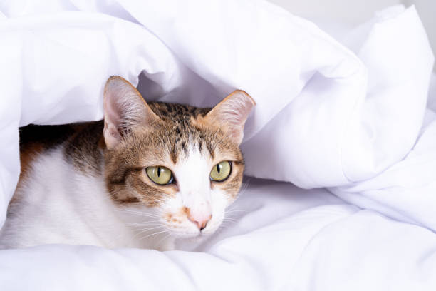 istock Multicolor tabby cute kitten lying under a blanket on the bed. Pets and lifestyle concept. 1264228352