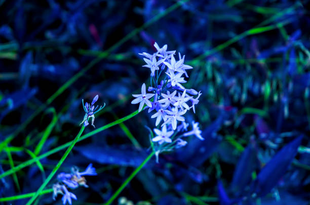 istock Blue flowers with long, slender and green stems 1264229058