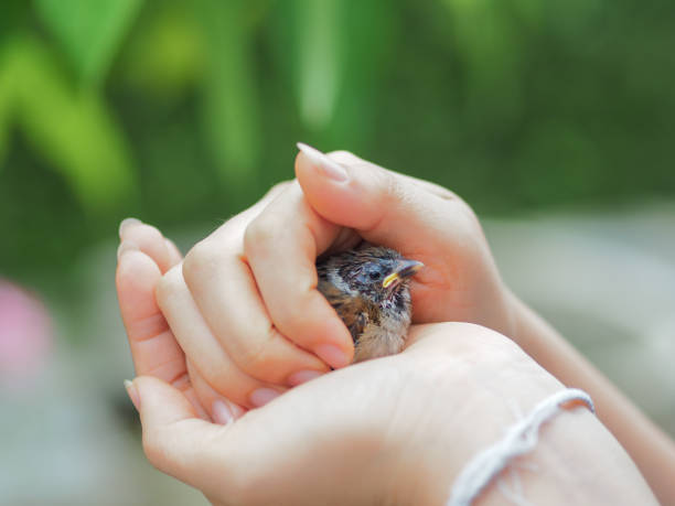 istock Little cute sparrow bird on human hand 1264229252
