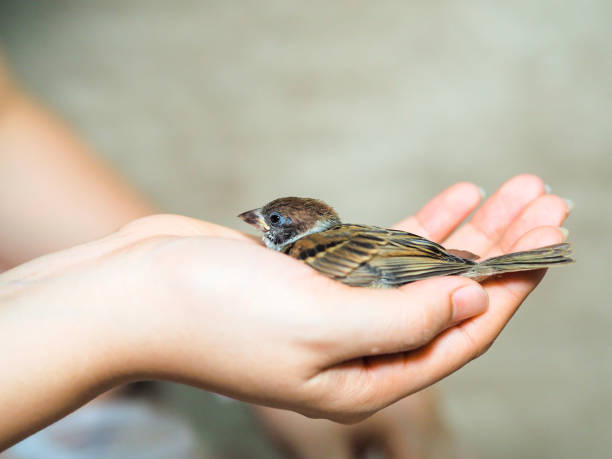 istock Sparrow bird sitting on human hand 1264229466