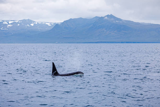 istock Single orca letting out blow in the North Atlantic Ocean 1264230524