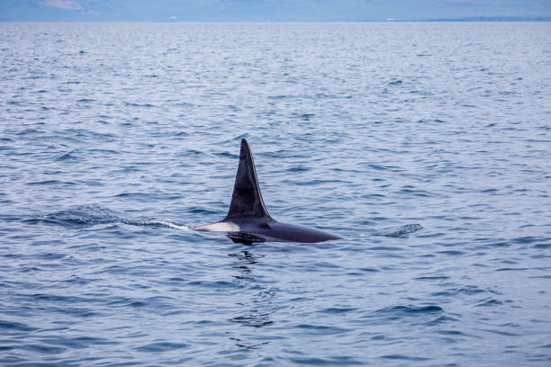 istock Orca showing its dorsal fin 1264230560