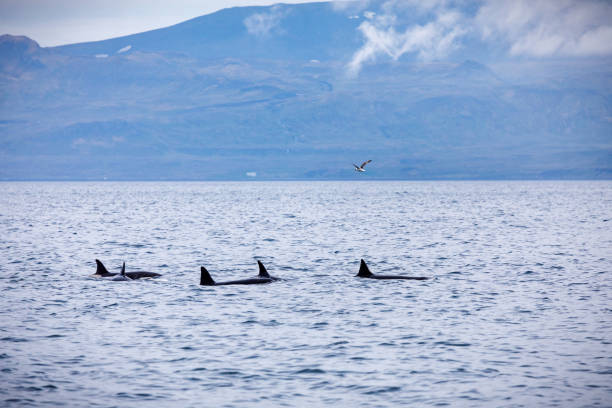 istock Small group of orcas 1264230639