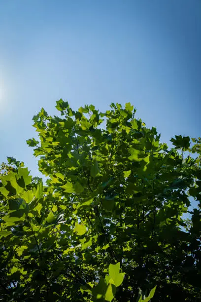 Tulip tree (Liriodendron tulipifera), called Tuliptree, American or tulip poplar. Young green leaves of tulip tree against blue sky. Landscaped garden. Selective focus. nature of North Caucasus.