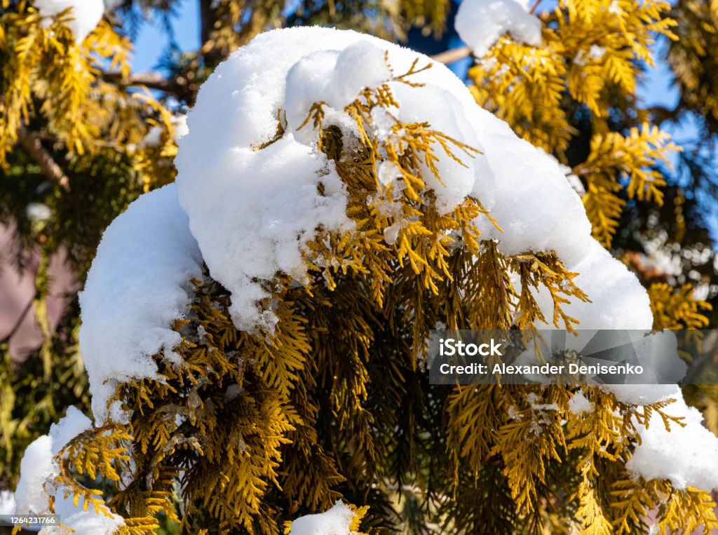 Snow-covered golden foliage of Thuja occidentalis. Winter sunny day in evergreen landscaped garden. White snow on the golden foliage of Thuja occidentalis Aurea. Close-up. Nature of North Caucasu Branch - Plant Part Stock Photo