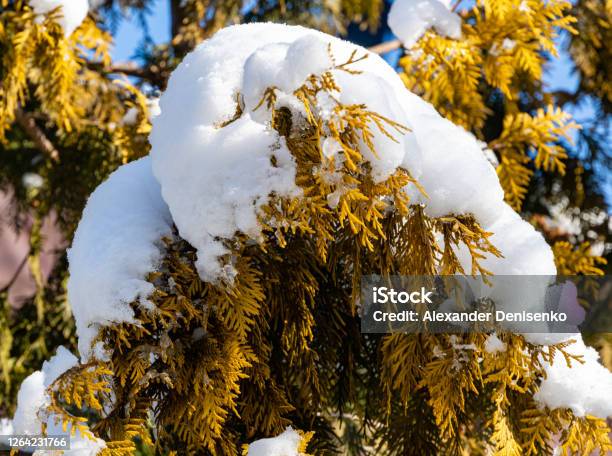 Snowcovered Golden Foliage Of Thuja Occidentalis Winter Sunny Day In Evergreen Landscaped Garden White Snow On The Golden Foliage Of Thuja Occidentalis Aurea Closeup Nature Of North Caucasu Stock Photo - Download Image Now