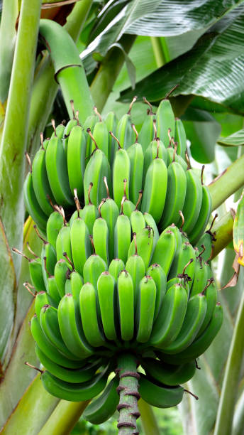 Green, unripe bananas growing on a banana tree