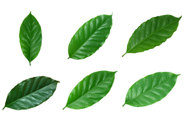 istock green​, Coffee leaves ​isolated on white​ background.​ 1264232039