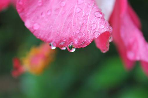 Water droplets at Hibiscus flowers​ with​ green​ background.​ Hibiscus flowers​ in​ rainy​ day.