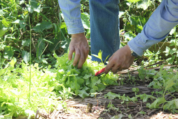 istock Men are using a knife to cut the green salad, green​ oak​ tree. 1264232284