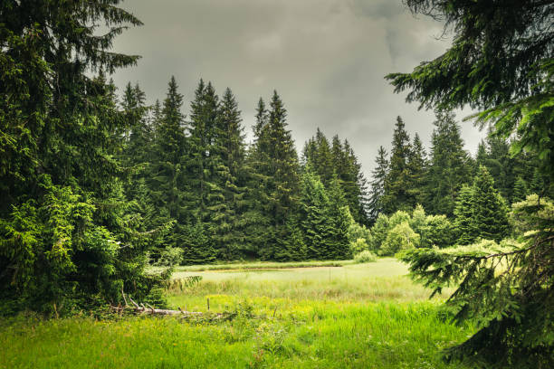 istock Beautiful small lake surrounded with wintergreen forest 1264233068