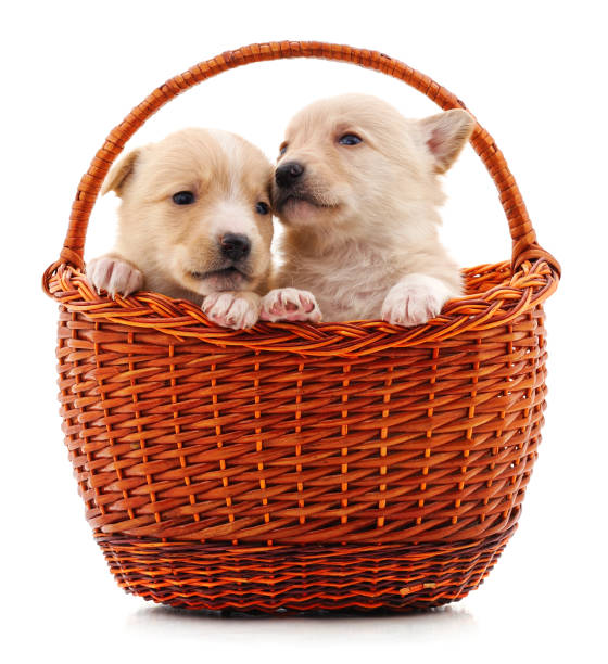 istock Two puppies in a basket. 1264233328