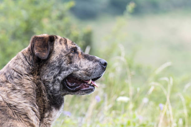 istock Portrait of a Mastiff Dog 1264235370