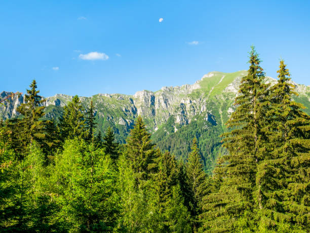 루마니아의 카르파티아 산맥의 부세기 산 부분의 아름다운 풍경. - european alps carpathian mountain range evergreen tree tree 뉴스 사진 이미지