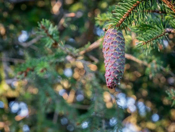 istock Pinus lambertiana or sugar pine cone. Close up with a pine cone in a tree 1264236285