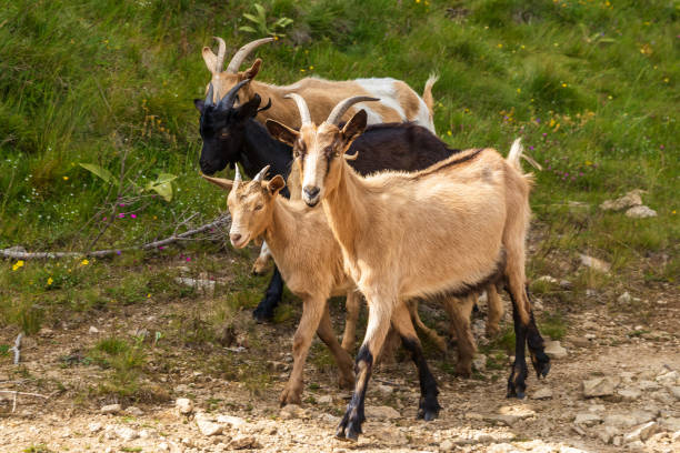 istock Group of black and brown goats in a forest 1264242072