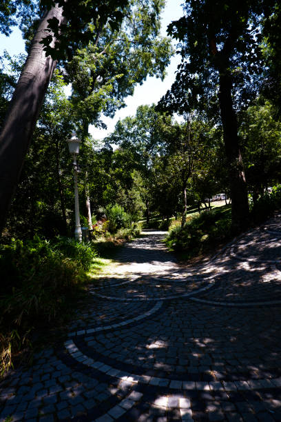 istock tree view in public park no people 1264242257