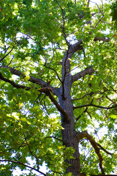 istock tree view in public park no people 1264242379