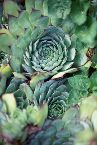 Sempervivum tectorum: Crassulaceae