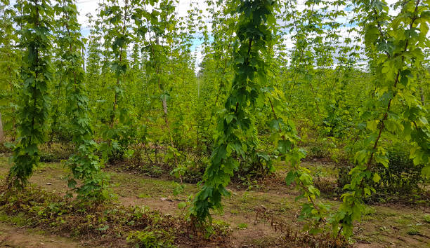 istock Hop fields in the Hereford countryside 1264245013