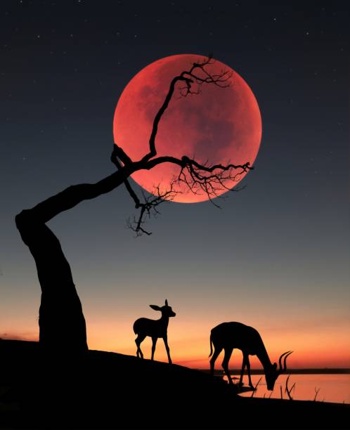 blood moon landscape