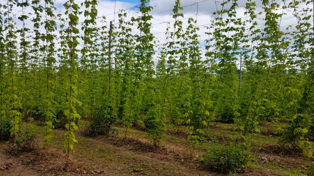 istock Hop fields in the Hereford countryside 1264245216