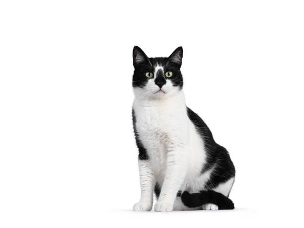istock Black and white house cat on white background 1264245291