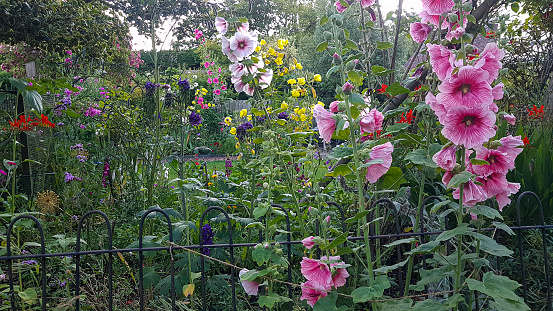 English country cottage garden in Worcestershire UK. With hollyhocks and sweet peas