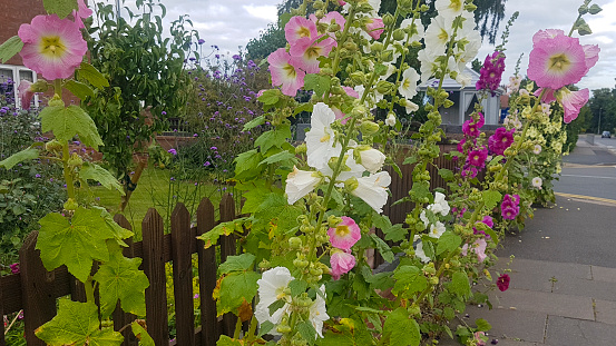 English country cottage garden in Worcestershire UK. With hollyhocks and sweet peas