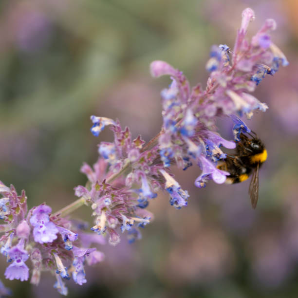 istock Bee gathering pollen on a lavender flower 1264246644