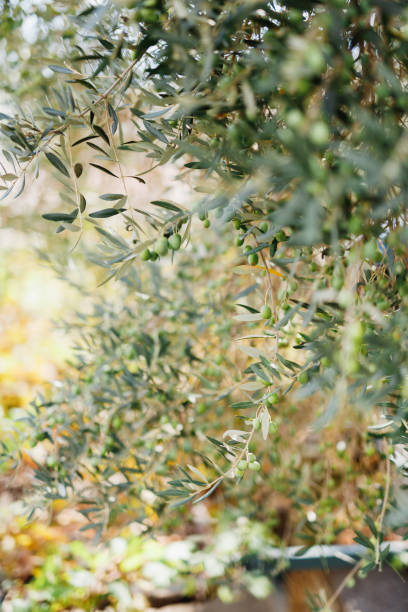 istock Beautiful background - olive branches with green fruits. Blurred background. 1264246980