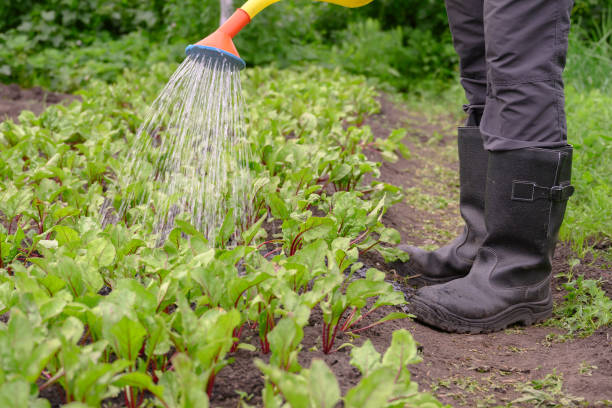 istock An unrecognizable man in boots watering beets in a vegetable garden. 1264247074