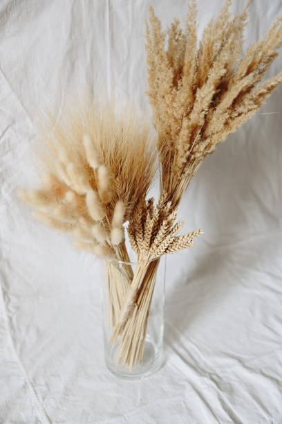 istock Dry plants in a glass container on a white background 1264247192