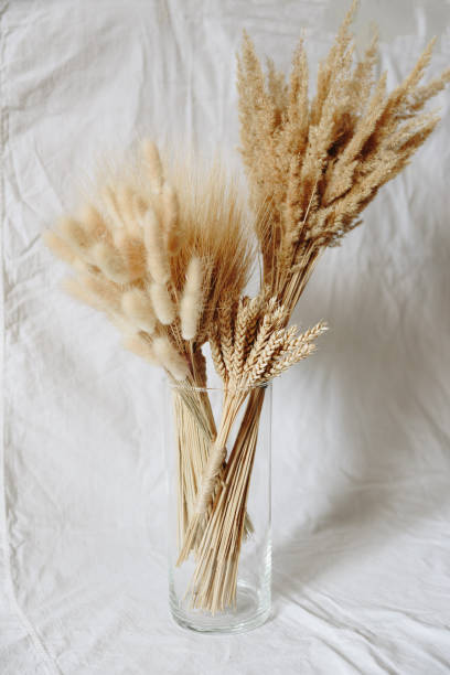 istock Dry plants in a glass container on a white background 1264247196