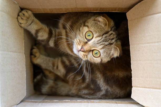 istock Close up portrait of a young scottish fold cat. 1264248309