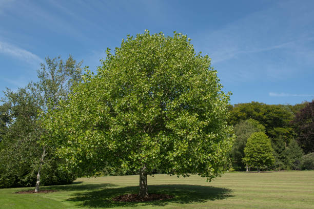 istock Summer Foliage of a Deciduous Tulip Tree (Liriodendron tulipifera) Growing in a Garden with a Bright Blue Sky Background in Rural Devon, England, UK 1264248721