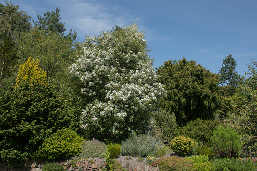 Hoheria sexstylosa in an Evergreen Flowering Tree and Native to New Zealand