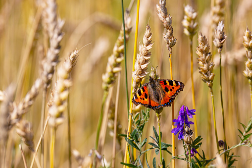 Peacock butterfly on a wheat straw