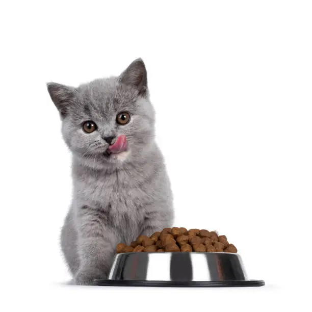 Photo of British Shorthair kitten with dry food on white background
