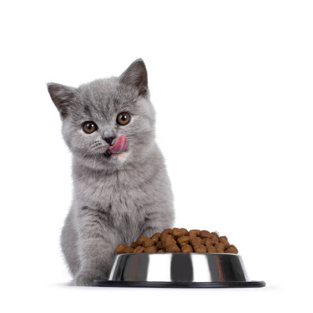 британский короткошерстный котенок с сухой пищей на белом фоне - blue cat стоковые фото и изображения