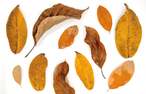 istock Orange fallen leaf flat lay composition on white background. Autumn leaves top view photo. Yellow red tree leaf backdrop for seasonal cover or banner. Thanksgiving card template. Orange wooden foliage 1264249750