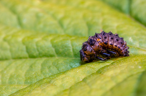 Ladybug larva on a leaf