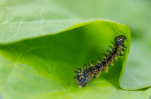 nettle butterfly caterpillars