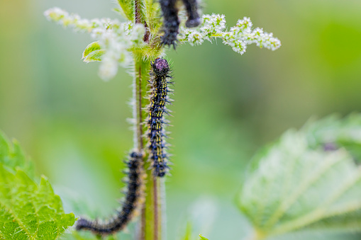 nettle butterfly caterpillars climbing up a flower