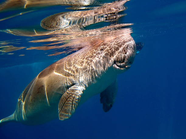 istock A sea cow. 1264250635