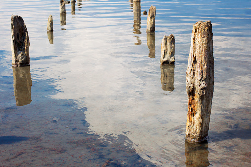 The old wooden pillars in the water salty Dead Sea. Crustaceans - Artemia in the clear water.