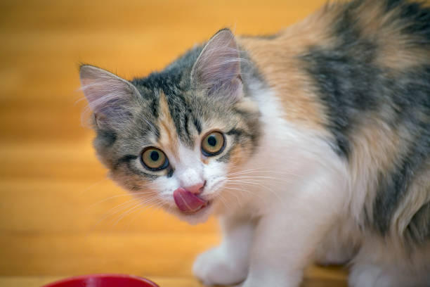 istock Tricolor kitten with big eyes. Focus concept. 1264253284