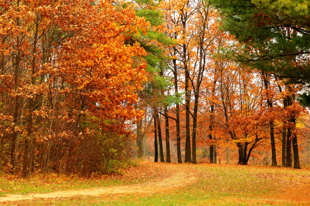 Fondo brillante paisaje otoñal del parque en un día nublado - foto de stock